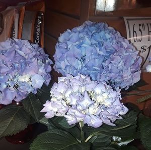 Meet your Posher, Olga